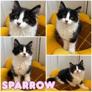 Sparrow, Baby Female Domestic Short Hair