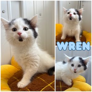 Wren, Baby Male Domestic Short Hair