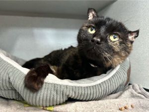 Penny Domestic Short Hair Cat