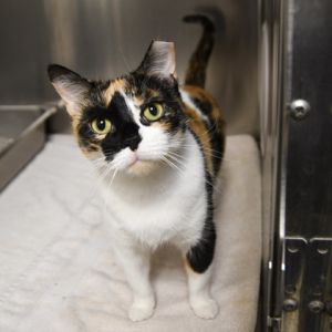 Penny, Adult Female Domestic Short Hair