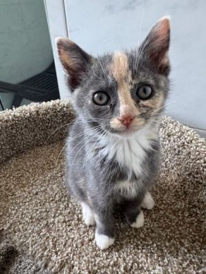 Navi, Baby Female Domestic Short Hair