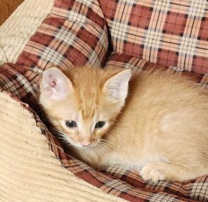 Comet, Baby Male Domestic Short Hair