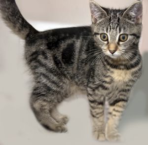 Ramah, Baby Female Domestic Short Hair