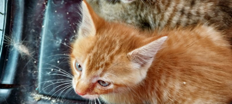 Butters