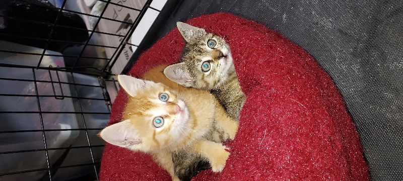 Butters