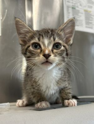 Tripp, Adult Male Domestic Medium Hair