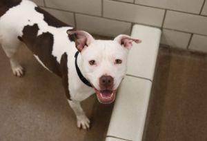 Gwen, Adult Female Pit Bull Terrier