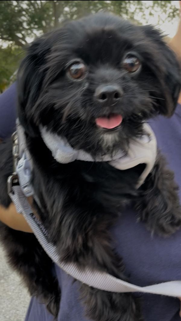 Pet Image
