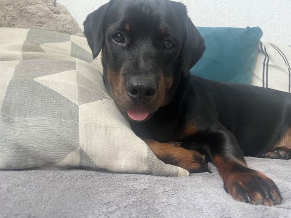 Pet Image