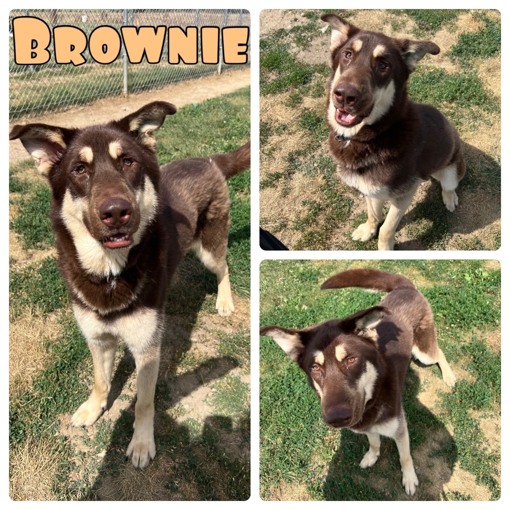 Brownie - SPONSORED