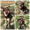 Brownie - SPONSORED photo 1