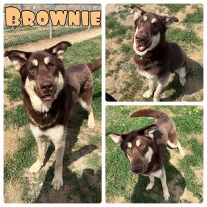 Brownie - SPONSORED, Adult Male unknown