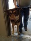 Brownie - SPONSORED photo 2