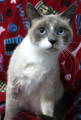 Kitsy