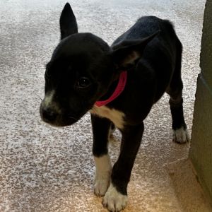 Skipper, Baby Female Xoloitzcuintli / Mexican Hairless