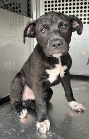 Milo, Adult Male Retriever