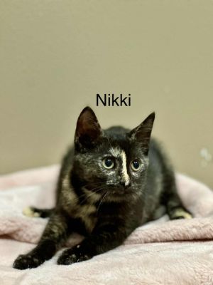 Nikki, Baby Female Domestic Short Hair