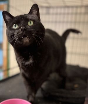 Casper, Senior Female unknown
