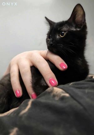Onyx, Baby Male Domestic Short Hair