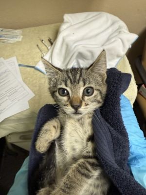 Cove, Young Female Domestic Short Hair