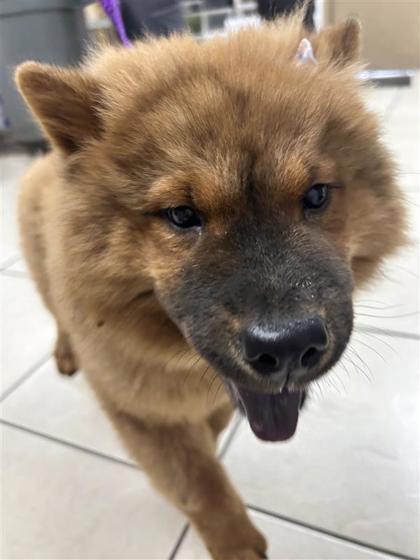 Pet Image