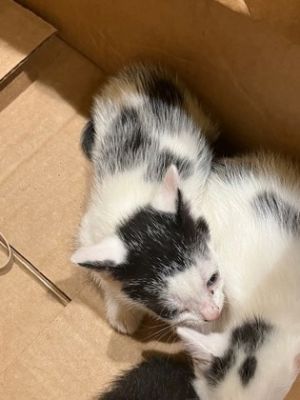 Thornton, Baby Female Domestic Short Hair