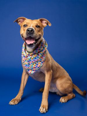 Hermes Pit Bull Terrier Dog