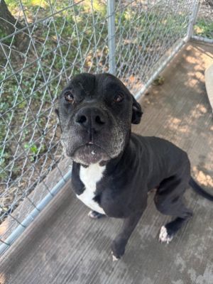 Biggie, Adult Male Mastiff