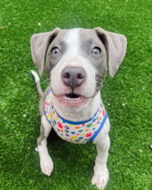 Cyber, Adult Male Mixed Breed