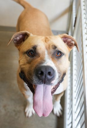 Magnum (Bonded w/Brutus), Adult Male Pit Bull Terrier