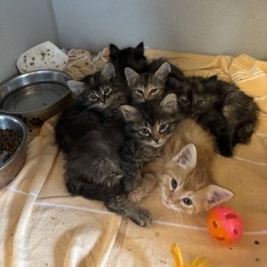 Shiori, Baby Female Domestic Medium Hair