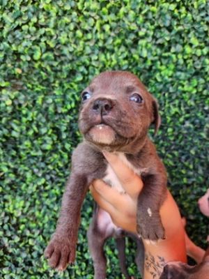 Pudge*, Baby Female Pit Bull Terrier