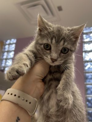 58509990, Baby Female Domestic Short Hair