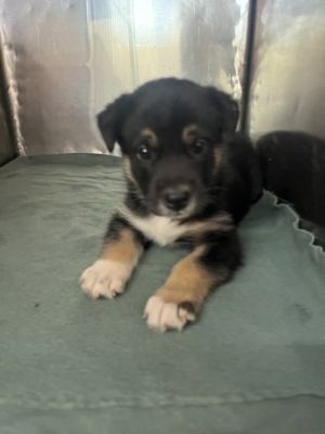 58845768, Baby Female Mixed Breed