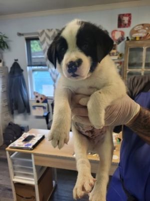 Canis Minor, Baby Male Mixed Breed