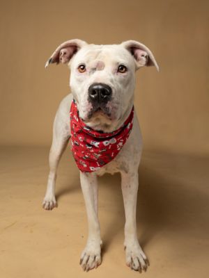 Farrah Dogo Argentino Dog
