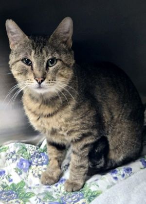 Rigby, Adult Male Domestic Short Hair