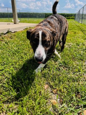 Crust/ Blaze, Young Male Terrier