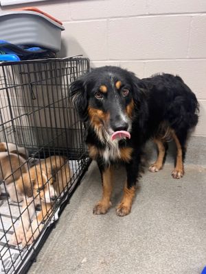 Joy/Dolly, Adult Female Australian Shepherd