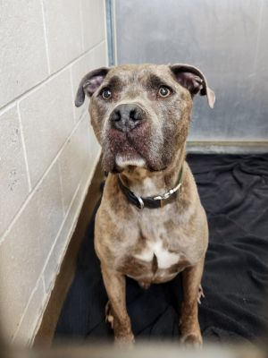Ciroc, Senior Male Pit Bull Terrier