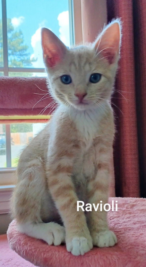 Ravioli thumbnail 1