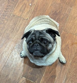 At just 6 years old Holly is a bundle of joy wrapped in snuggles kisses and pure love Shes one