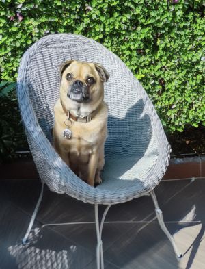 Meet Oden the sweetest little charmer youll ever meet Oden is a 3-year-old pug mix and hes got all
