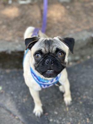 If youre looking for a puppy who brings the energy charm and a whole lot of wiggles say hello to