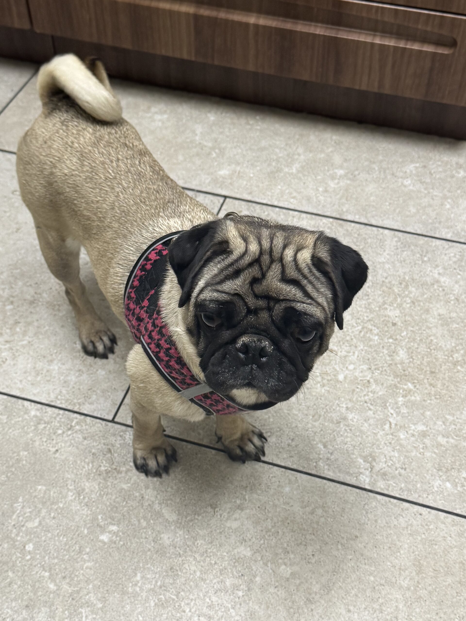 Fiona