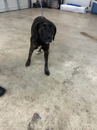 Pet Image
