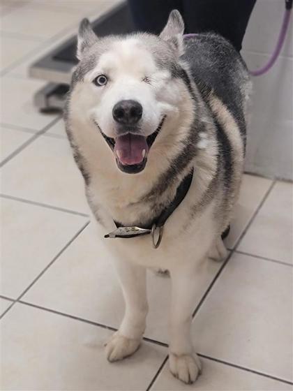 Pet Image