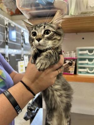 Rapunzel, Baby Female Domestic Short Hair