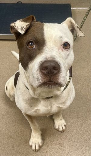 Marcos, Adult Male Mixed Breed