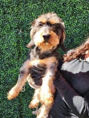 58845851, Young Male Dachshund